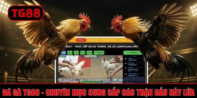 Đá gà TG88 - Chuyên mục cung cấp các trận đấu nảy lửa
